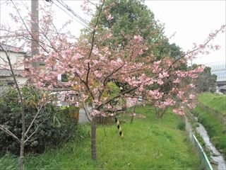 カワヅザクラ